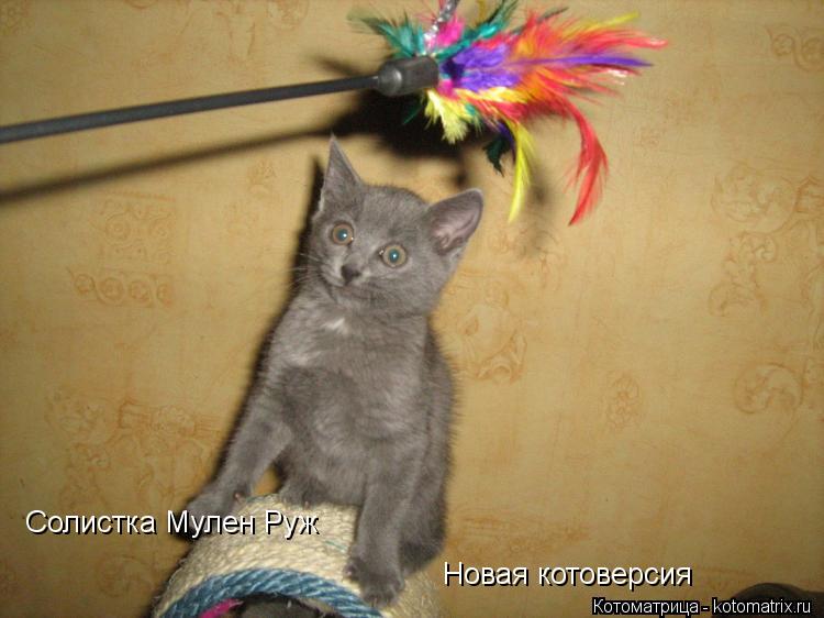 Солистка Мулен Руж Новая котоверсия... Котоматрица: Солистка Мулен Руж Новая котоверсия