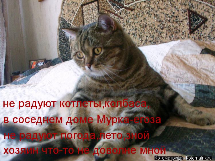 Котоматрица: не радуют котлеты,колбаса, в соседнем доме Мурка-егоза не радуют погода,лето,зной хозяин что-то не доволне мной