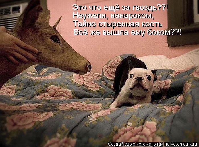 Это что ещё за гвоздь??! Неужели, ненароком, Тайно стыренная кость Всё же вышла ему боком??!... Котоматрица: Это что ещё за гвоздь??! Неужели, ненароком, Тайно стыренная кость Всё же вышла ему боком??!