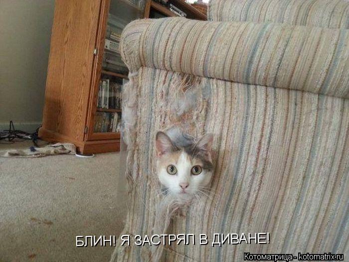 БЛИН! Я ЗАСТРЯЛ В ДИВАНЕ!... Котоматрица: БЛИН! Я ЗАСТРЯЛ В ДИВАНЕ!