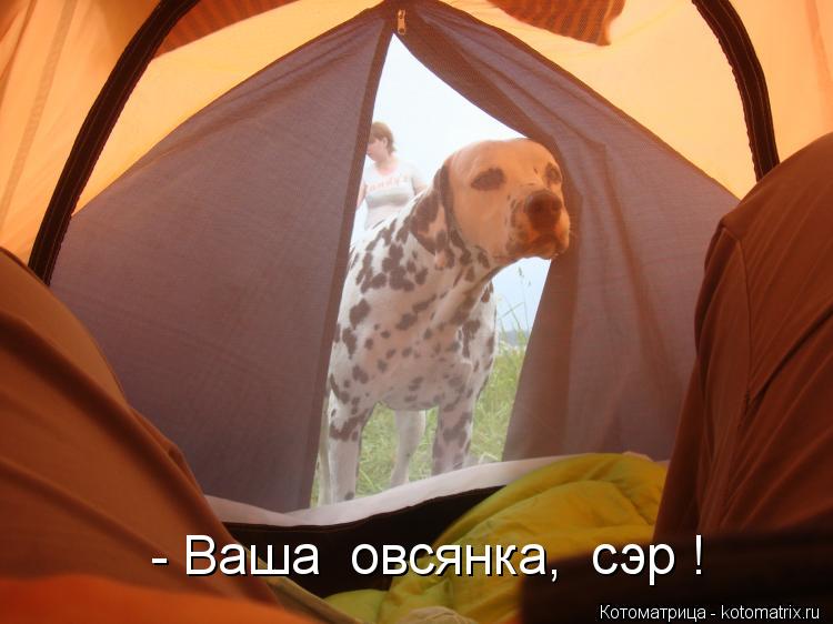 - Ваша овсянка, сэр !... Котоматрица: - Ваша овсянка, сэр !