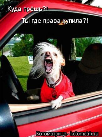 Куда прёшь?! Ты где права купила?!... Котоматрица: Куда прёшь?! Ты где права купила?!