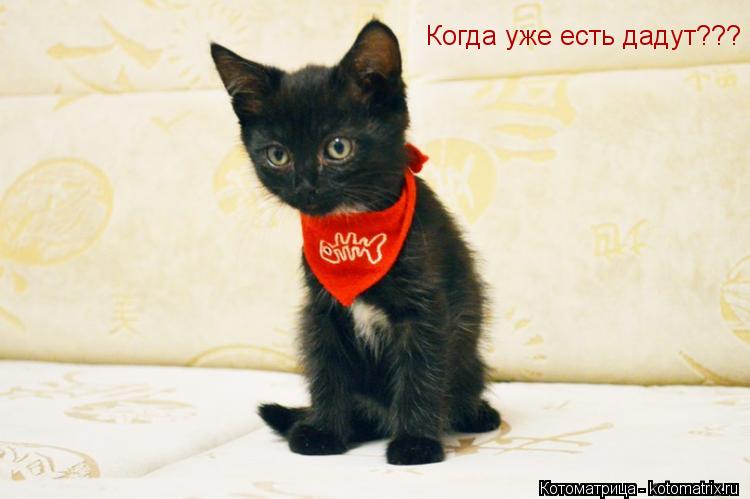 Когда уже есть дадут???... Котоматрица: Когда уже есть дадут???