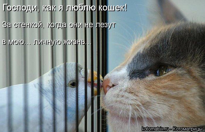 Котоматрица: За стенкой, когда они не лезут  в мою... личную жизнь... Господи, как я люблю кошек!