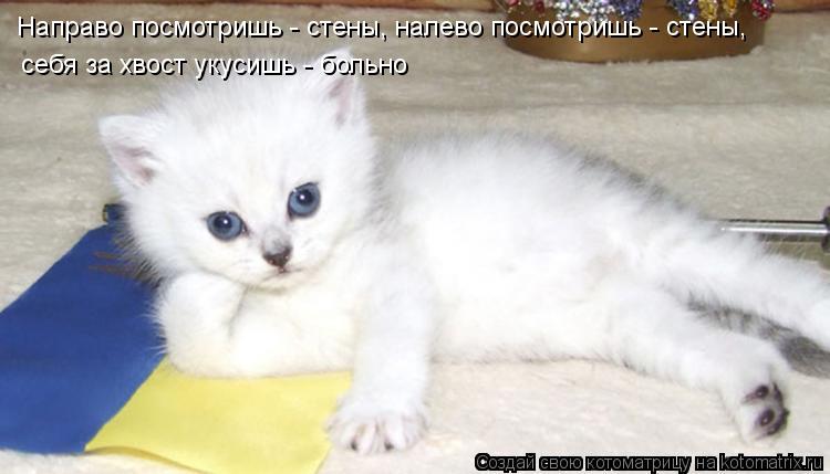 Котоматрица: Направо посмотришь - стены, налево посмотришь - стены,  себя за хвост укусишь - больно