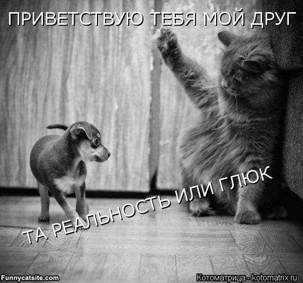 ПРИВЕТСТВУЮ ТЕБЯ МОЙ ДРУГ ТА РЕАЛЬНОСТЬ ИЛИ ГЛЮК... Котоматрица: ПРИВЕТСТВУЮ ТЕБЯ МОЙ ДРУГ ТА РЕАЛЬНОСТЬ ИЛИ ГЛЮК