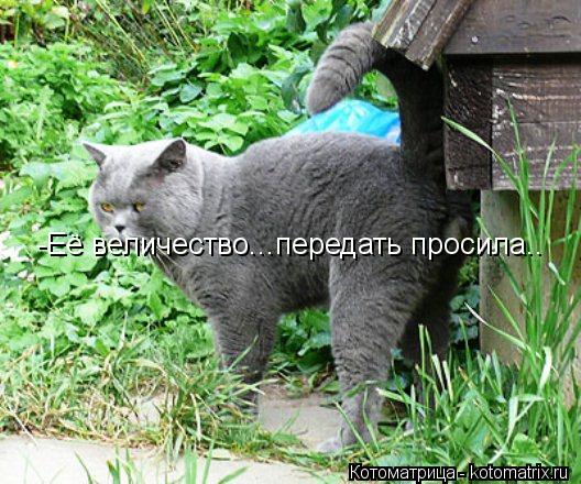-Её величество...передать просила..... Котоматрица: -Её величество...передать просила..