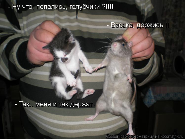 - Ну что, попались, голубчики ?!!!! - Васька, держись !! - Так.. меня и так держат....... Котоматрица: - Ну что, попались, голубчики ?!!!! - Васька, держись !! - Так.. меня и так держат....