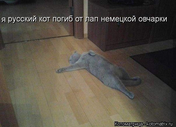 русский кот погиб от лап немецкой овчарки я... Котоматрица: русский кот погиб от лап немецкой овчарки я