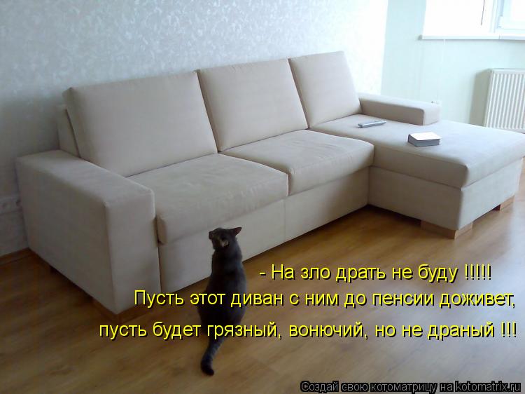 - На зло драть не буду !!!!! Пусть этот диван с ним до пенсии доживет, пусть будет грязный, вонючий, ... Котоматрица: - На зло драть не буду !!!!! Пусть этот диван с ним до пенсии доживет, пусть будет грязный, вонючий, но не драный !!!