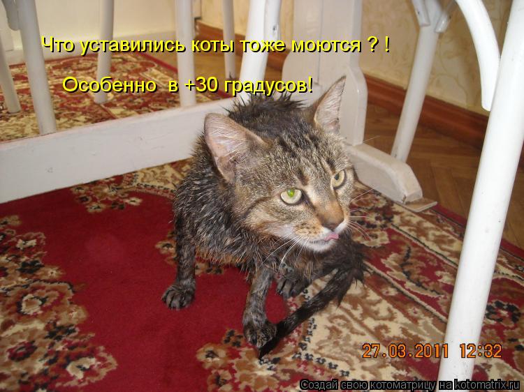 Что уставились коты тоже моются ? ! Особенно в +30 градусов!... Котоматрица: Что уставились коты тоже моются ? ! Особенно в +30 градусов!