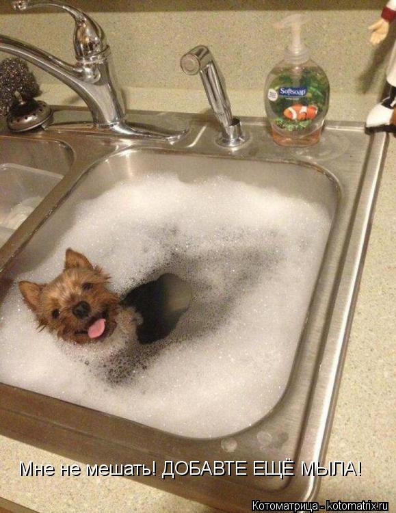 Мне не мешать! ДОБАВТЕ ЕЩЁ МЫЛА!... Котоматрица: Мне не мешать! ДОБАВТЕ ЕЩЁ МЫЛА!