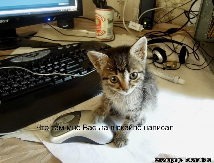 Что там мне Васька в скайпе написал... Котоматрица: Что там мне Васька в скайпе написал