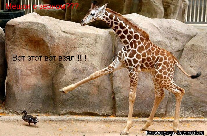Мешок с зерном??? Вот этот вот взял!!!!!... Котоматрица: Мешок с зерном??? Вот этот вот взял!!!!!