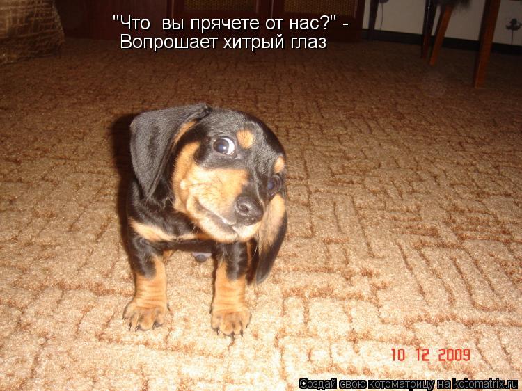 Котоматрица: "Что  вы прячете от нас?" - Вопрошает хитрый глаз