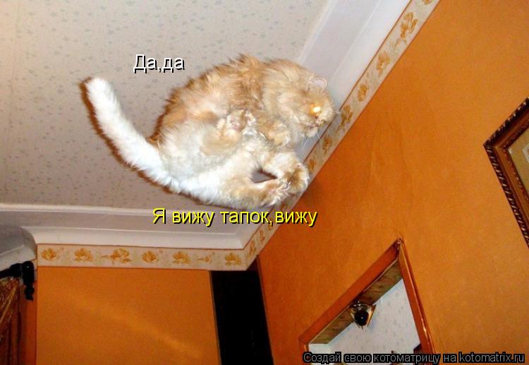 Да,да Да,да Я вижу тапок,вижу Я вижу тапок,вижу... Котоматрица: Да,да Да,да Я вижу тапок,вижу Я вижу тапок,вижу