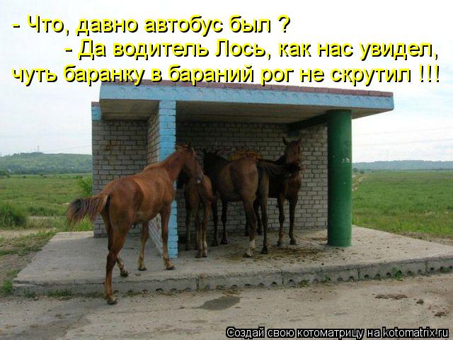 - Что, давно автобус был ? - Да водитель Лось, как нас увидел, чуть баранку в бараний рог не скрутил ... Котоматрица: - Что, давно автобус был ? - Да водитель Лось, как нас увидел, чуть баранку в бараний рог не скрутил !!!