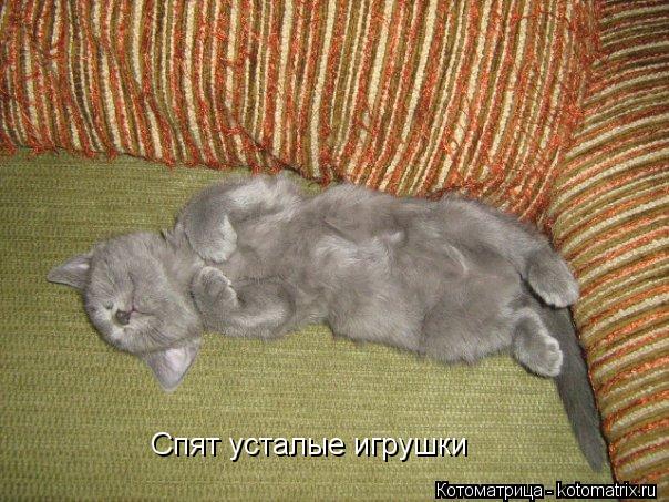 Спят усталые игрушки... Котоматрица: Спят усталые игрушки