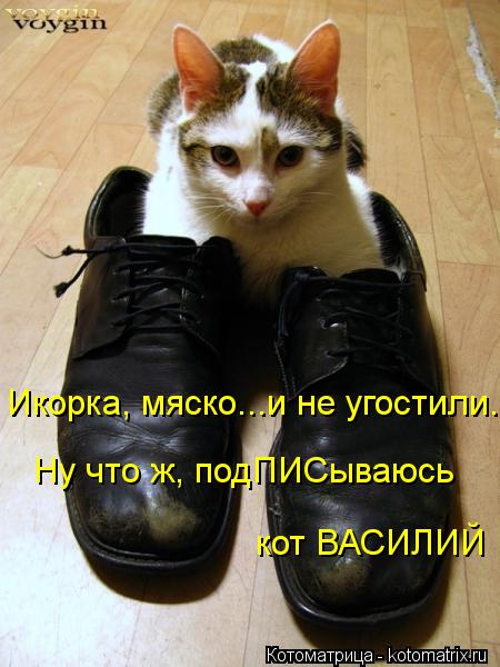 Икорка, мяско...и не угостили... Ну что ж, подПИСываюсь кот ВАСИЛИЙ... Котоматрица: Икорка, мяско...и не угостили... Ну что ж, подПИСываюсь кот ВАСИЛИЙ