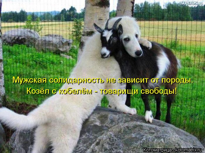 Мужская солидарность не зависит от породы. Козёл с кобелём - товарищи свободы!... Котоматрица: Мужская солидарность не зависит от породы. Козёл с кобелём - товарищи свободы!