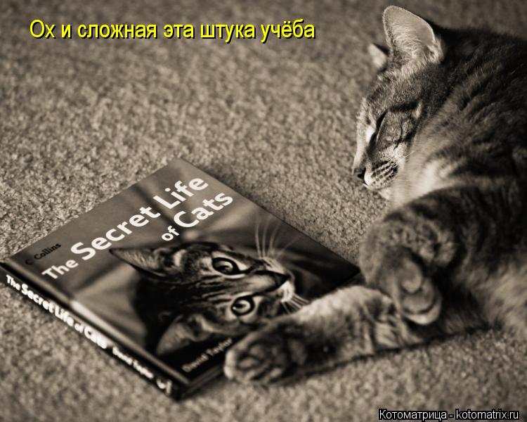 Ох и сложная эта штука учёба... Котоматрица: Ох и сложная эта штука учёба