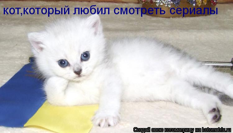 кот,который любил смотреть сериалы... Котоматрица: кот,который любил смотреть сериалы