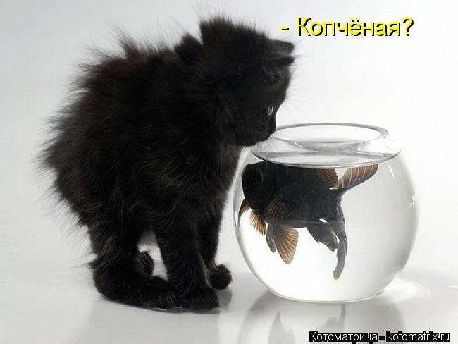 - Копчёная?... Котоматрица: - Копчёная?