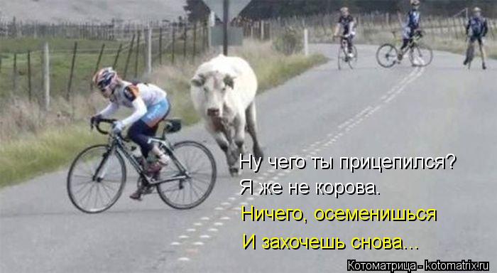 Ну чего ты прицепился? Я же не корова. Ничего, осеменишься И захочешь снова...... Котоматрица: Ну чего ты прицепился? Я же не корова. Ничего, осеменишься И захочешь снова...