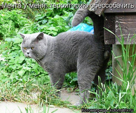 http://kotomatrix.ru/images/lolz/2013/06/25/kotomatritsa_tK.jpg