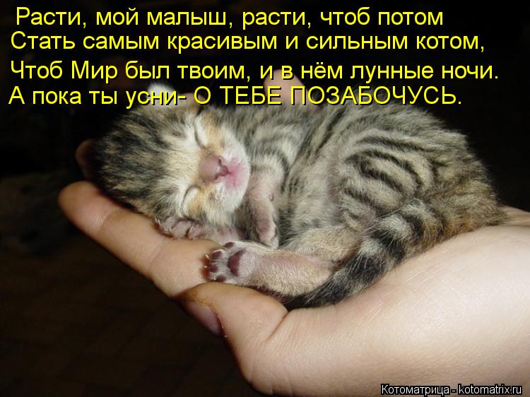 Расти, мой малыш, расти, чтоб потом Стать самым красивым и сильным котом, Чтоб Мир был твоим, и в нём... Котоматрица: Расти, мой малыш, расти, чтоб потом Стать самым красивым и сильным котом, Чтоб Мир был твоим, и в нём лунные ночи. А пока ты усни- О ТЕБЕ ПОЗАБО