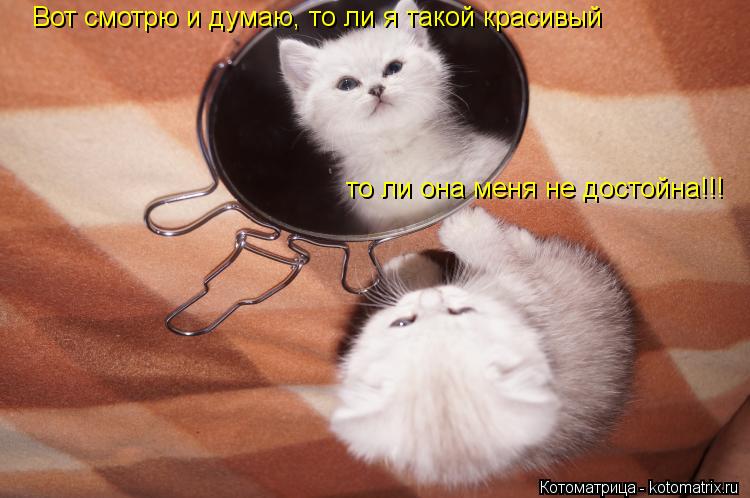 Вот смотрю и думаю, то ли я такой красивый то ли она меня не достойна!!!... Котоматрица: Вот смотрю и думаю, то ли я такой красивый то ли она меня не достойна!!!