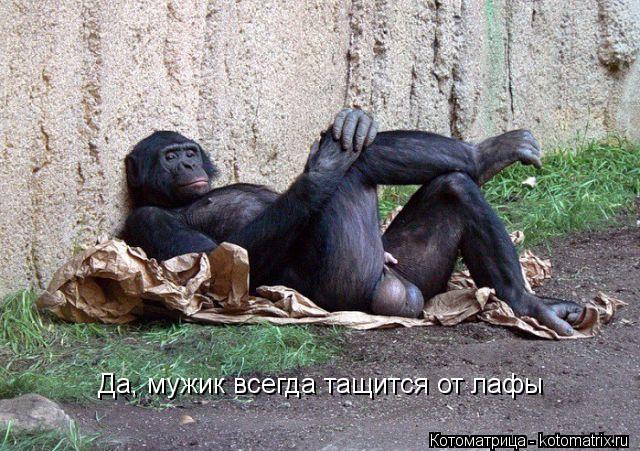 Да, мужик всегда тащится от лафы... Котоматрица: Да, мужик всегда тащится от лафы