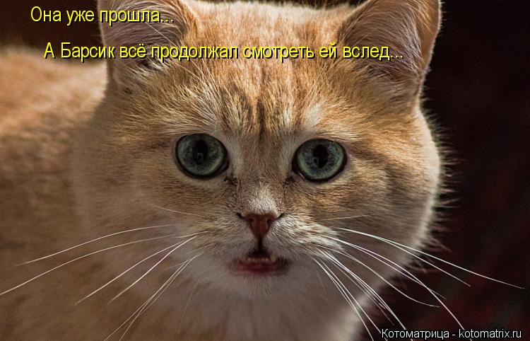 Она уже прошла... А Барсик всё продолжал смотреть ей вслед...... Котоматрица: Она уже прошла... А Барсик всё продолжал смотреть ей вслед...