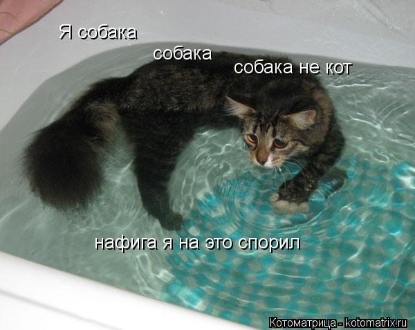 Я собака собака некот собака не кот нафига я на это спорил... Котоматрица: Я собака собака некот собака не кот нафига я на это спорил