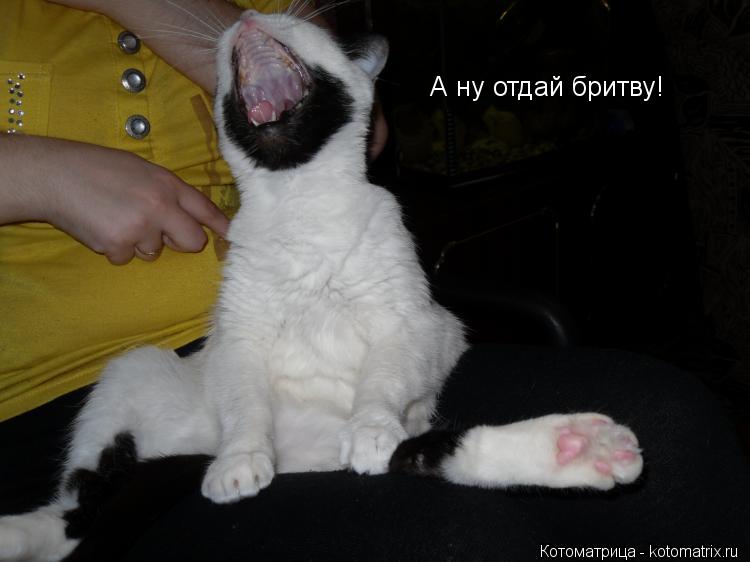 А ну отдай бритву!... Котоматрица: А ну отдай бритву!