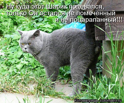- Ну куда этот Шарик подевался, только Он остался не помеченный и не поцарапанный!!!... Котоматрица: - Ну куда этот Шарик подевался, только Он остался не помеченный и не поцарапанный!!!