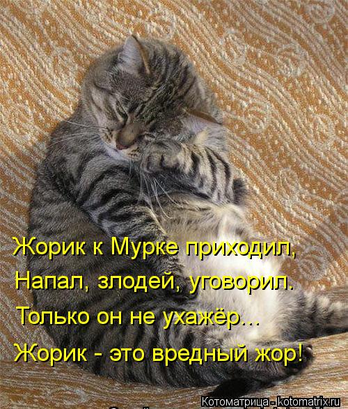 Котоматрица: Жорик к Мурке приходил, Напал, злодей, уговорил. Только он не ухажёр... Жорик - это вредный жор!