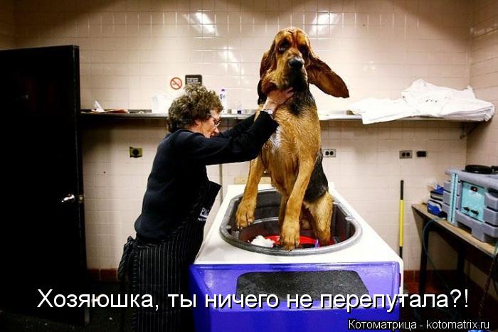 Котоматрица: Хозяюшка, ты ничего не перепутала?!