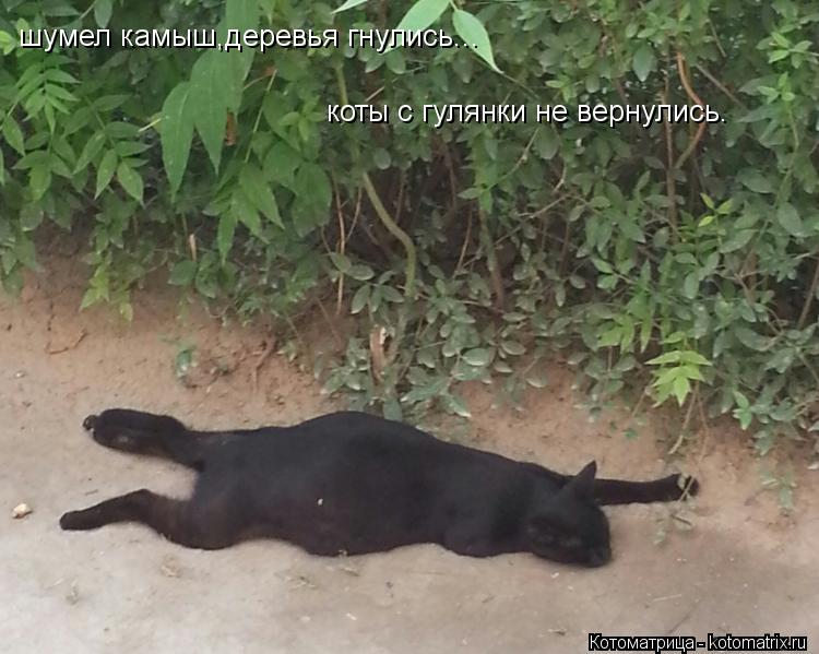 шумел камыш,деревья гнулись... коты с гулянки не вернулись.... Котоматрица: шумел камыш,деревья гнулись... коты с гулянки не вернулись.