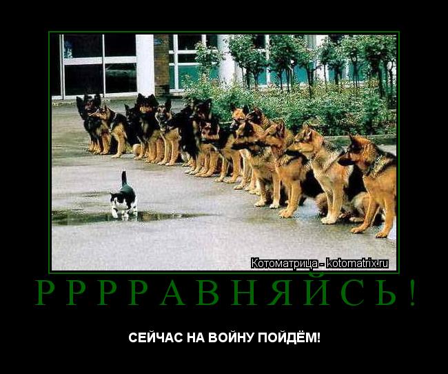РРРРАВНЯЙСЬ! СЕЙЧАС НА ВОЙНУ ПОЙДЁМ!... Котоматрица: РРРРАВНЯЙСЬ! СЕЙЧАС НА ВОЙНУ ПОЙДЁМ!