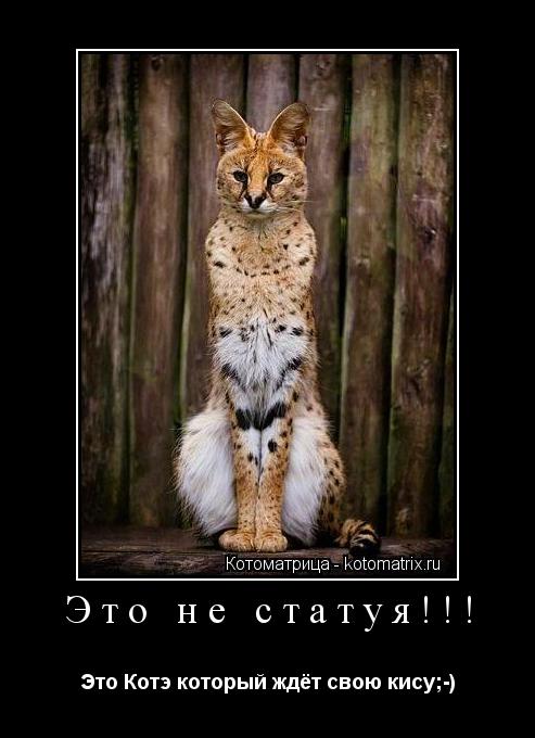 Это не статуя!!! Это Котэ который ждёт свою кису;-)... Котоматрица: Это не статуя!!! Это Котэ который ждёт свою кису;-)