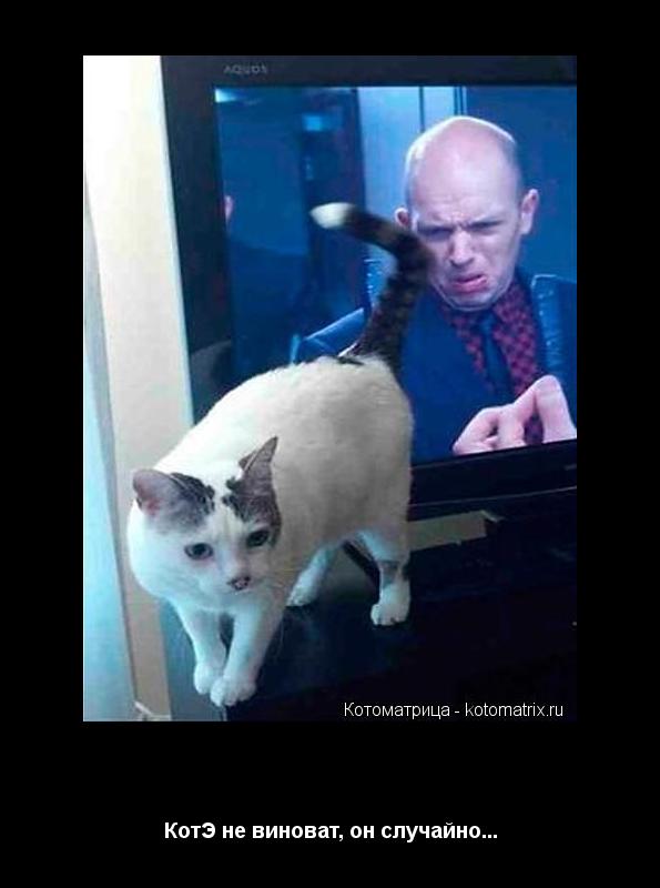 Котоматрица: Не смотрите!!! КотЭ не виноват, он случайно...
