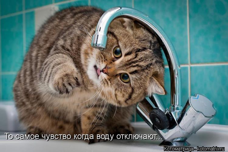 То самое чувство когда воду отключают...... Котоматрица: То самое чувство когда воду отключают...