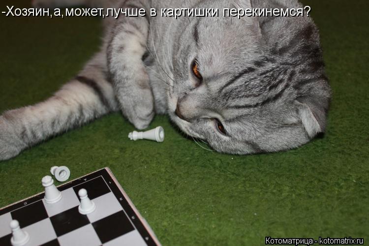Котоматрица: -Хозяин,а,может,лучше в картишки перекинемся?