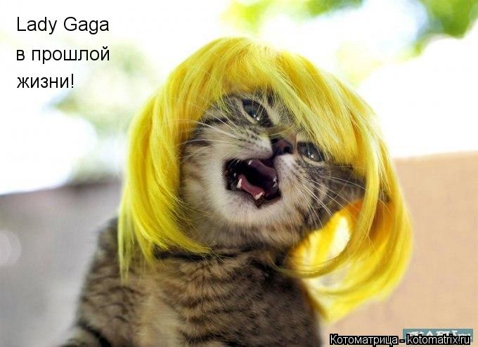 Lady Gaga в прошлой жизни!... Котоматрица: Lady Gaga в прошлой жизни!