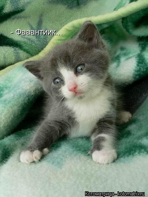 - Фааантиик...... Котоматрица: - Фааантиик...