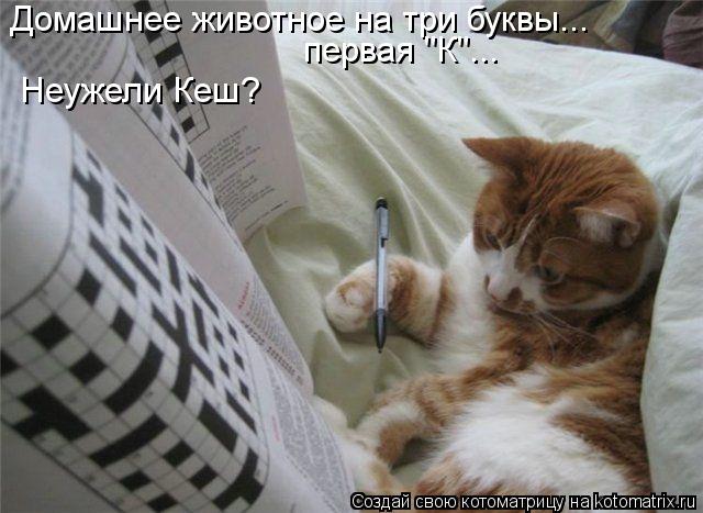Домашнее животное на три буквы... первая "К"... Неужели Кеш?... Котоматрица: Домашнее животное на три буквы... первая "К"... Неужели Кеш?