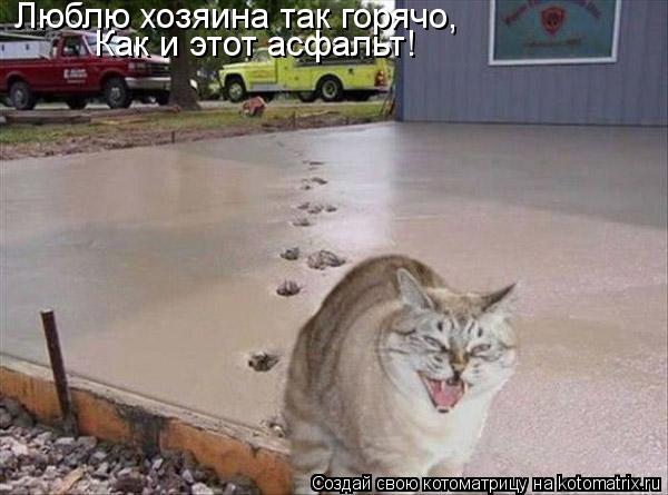 Люблю хозяина так горячо, Как и этот асфальт!... Котоматрица: Люблю хозяина так горячо, Как и этот асфальт!