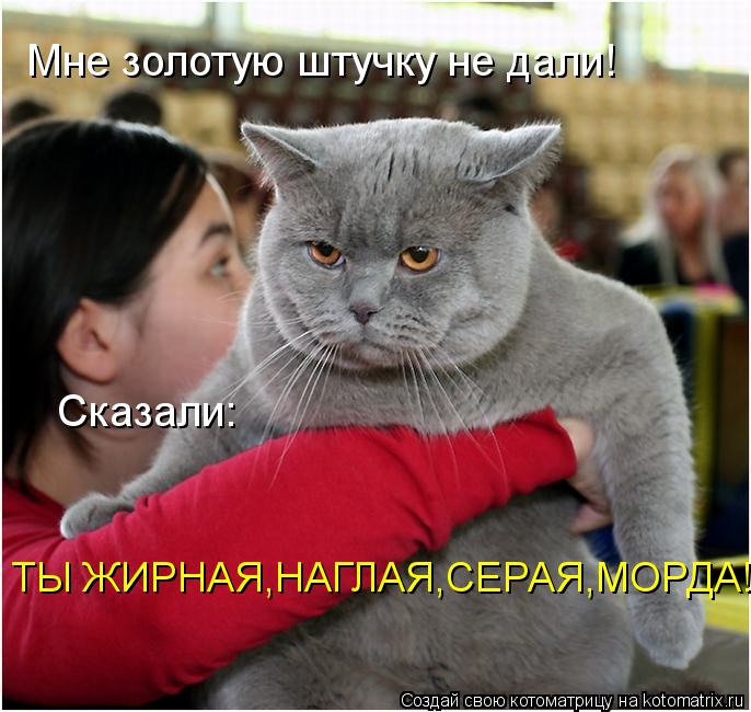 Котоматрица: Мне золотую штучку не дали! Сказали: ТЫ ЖИРНАЯ,НАГЛАЯ,СЕРАЯ,МОРДА!