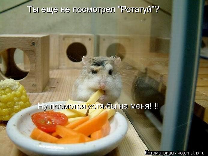 Ты еще не посмотрел "Ротатуй"? Ну посмотри хотя бы на меня!!!!... Котоматрица: Ты еще не посмотрел "Ротатуй"? Ну посмотри хотя бы на меня!!!!